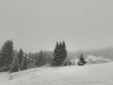 Karlı güzel kış ormanı