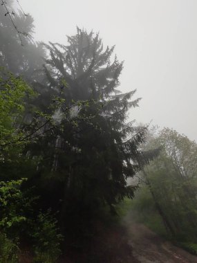 Sis zamanındaki güzel orman