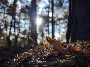 Ormanda düşen sonbahar yaprakları 