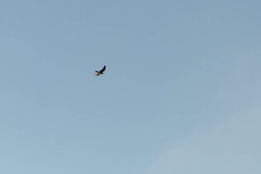 Mavi gökyüzünde uçan kuş