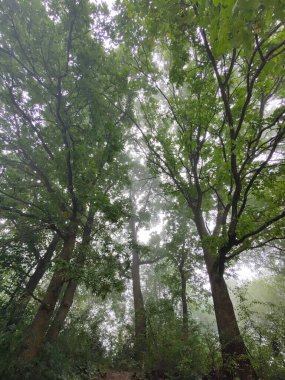 Doğanın arka planındaki ormanın güzel manzarası