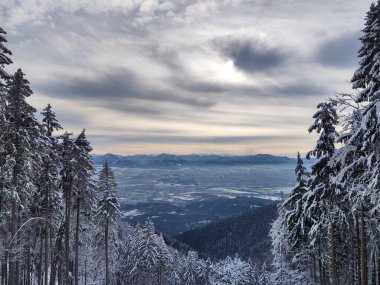 Karla kaplı ağaçlarla kaplı dağlarda güzel bir kış ormanı