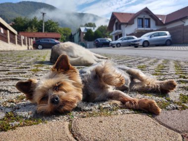 İki köpek kaldırımda yatıyor. 