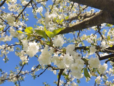 Bahar mevsiminde ağaç dallarında çiçek açan güzel beyaz çiçekler.