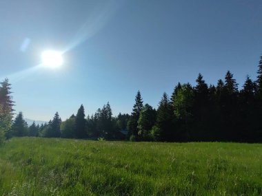 güzel dağ manzarası ile orman