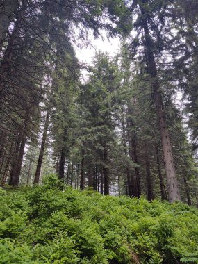 Doğanın arka planındaki ormanın güzel manzarası