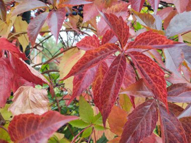 Sonbahar yaprakları, sonbahar çiçekleri arka planda, kapatın.