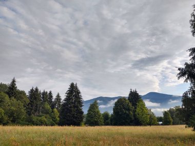 güzel dağ manzarası ile orman