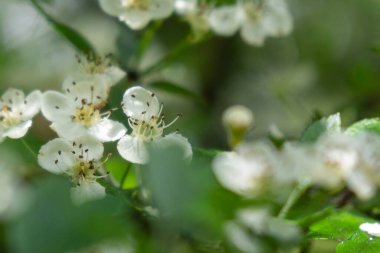 Bahar mevsiminde ağaç dallarında çiçek açan güzel beyaz çiçekler.