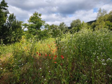 Çayır ve orman ile güzel yaz manzara  