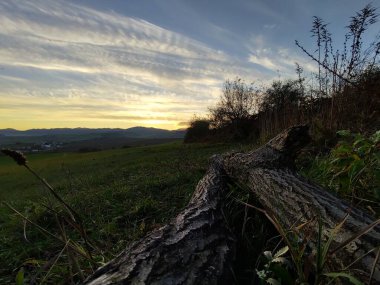 Gün batımında yeşil alanda devrilmiş bir ağaç