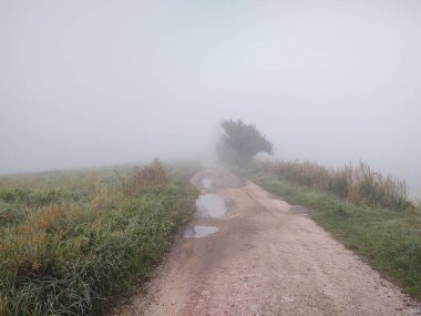 Ormanda sisli bir sabah