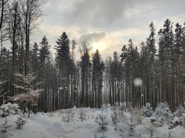Kışın güzel karlı orman