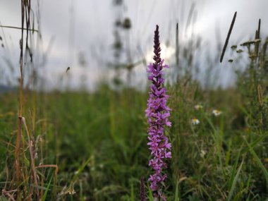 Yeşil tarlada güzel çiçekler