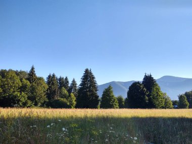 güzel dağ manzarası ile orman