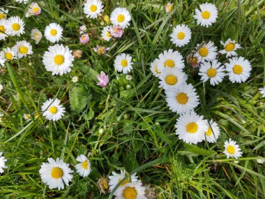 Yeşil çayır üzerinde Daisy çiçekleri