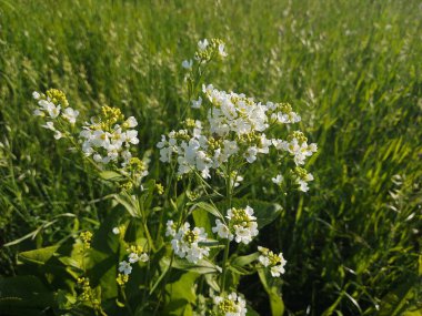 Yeşil tarlada güzel çiçekler