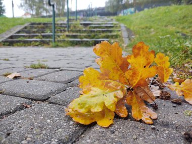 Arka planda sonbahar yaprakları, kapatın