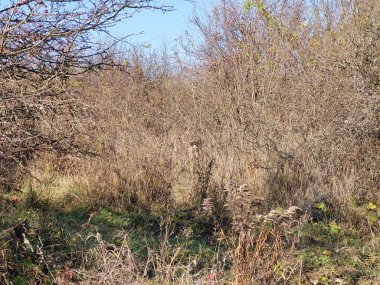 Ormanda kuru ağaç dalları