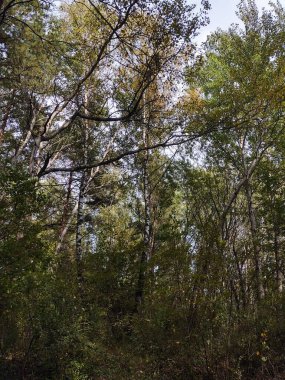 bir gün güzel yeşil orman