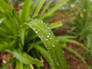 Çiyli yeşil çimen