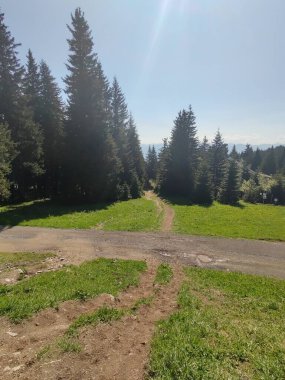 Güneşli bir günde ormanlı güzel bir manzara.