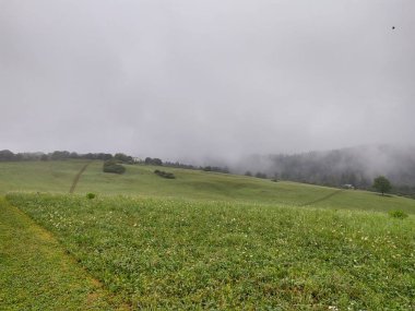 Ormanın üzerindeki sisli güzel dağ manzarası 