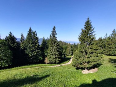 güzel dağ manzarası ile orman