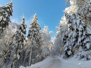 Karla kaplı ağaçlarla kaplı güzel kış manzarası