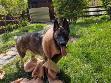 Alman çoban köpeği bahçede kumaşla oynuyor.