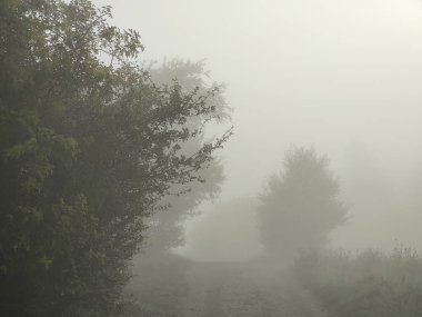 Ağaçlarla dolu sisli bir sabah