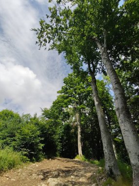 Doğanın arka planındaki ormanın güzel manzarası