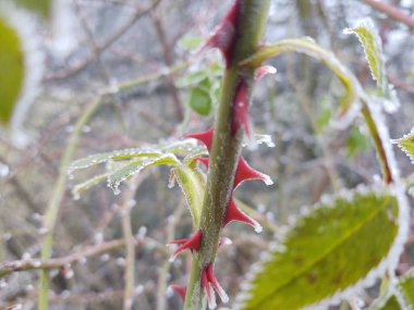 Ormandaki donmuş bitki dalları