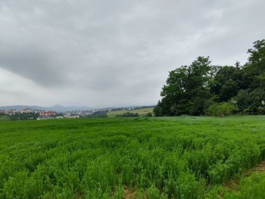 Güzel yeşil dağ tarlası