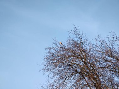 Gökyüzü arka planında ağaç dalları