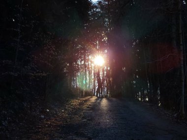 Güzel ormanda gün batımında yol