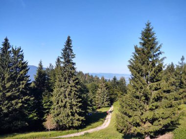 güzel dağ manzarası ile orman