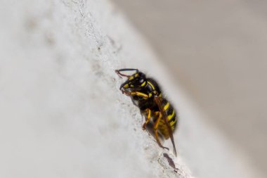 Yaban arısının arkasını taş zeminde kapat