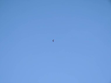 Mavi gökyüzünde uçan kuş