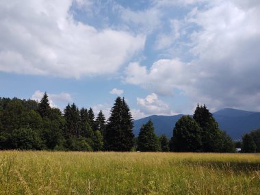 güzel dağ manzarası ile orman