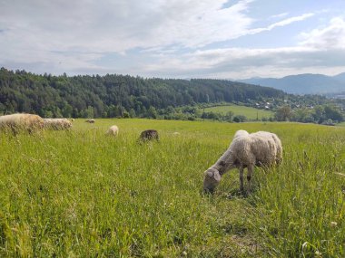 Çayır üzerinde otlatma koyun sürüsü