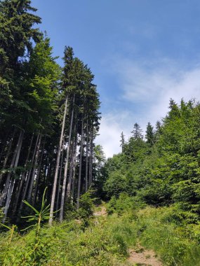 güneşli bir gün, güzel yeşil orman