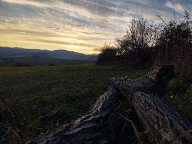 Gün batımında yeşil alanda devrilmiş bir ağaç
