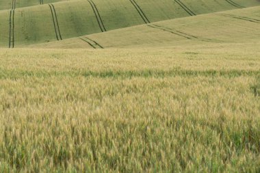 Dağlık bölgede buğday tarlası