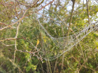 Ormandaki örümcek ağına yakın