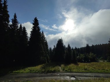 Doğa arka planında dağ ormanı olan güzel bir manzara.