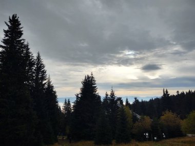 güzel dağ manzarası ile orman