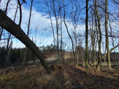 Güneşli bir gün, güzel orman