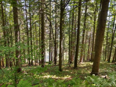 Güneşli bir günde güzel dağ ormanı