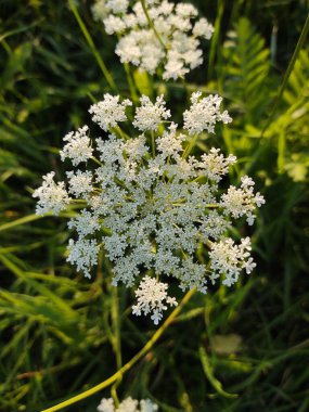 Beyaz yeşil çimen çiçek